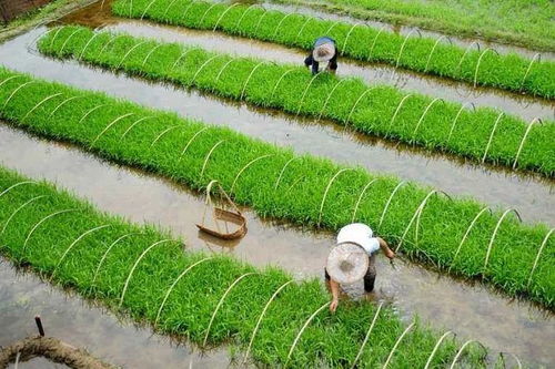 劃重點(diǎn) 2020年種什么能賺錢？農(nóng)業(yè)農(nóng)村部劃出的這24個要點(diǎn)供參考——聚焦農(nóng)作物種子生產(chǎn)