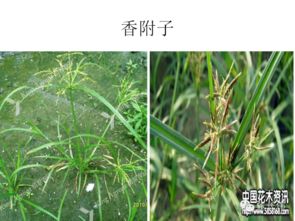 高清雜草圖譜 助力農(nóng)作物種子生產(chǎn)精準(zhǔn)除草