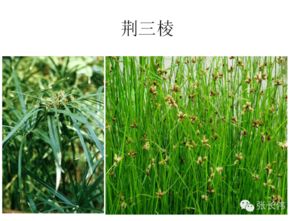 高清雜草圖譜與除草劑施用指南 助力農(nóng)作物種子生產(chǎn)提質(zhì)增效