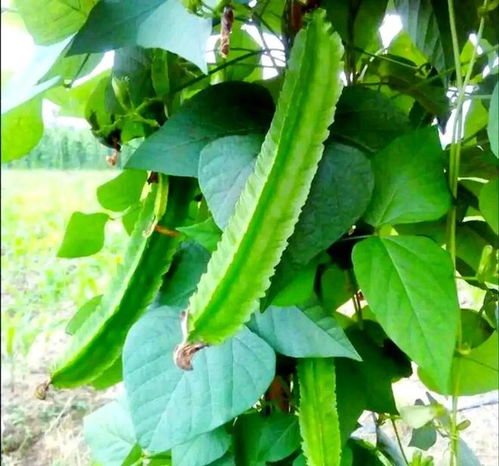 南方小眾蔬菜，北方人少見(jiàn)，卻全身是寶，你認(rèn)識(shí)嗎？